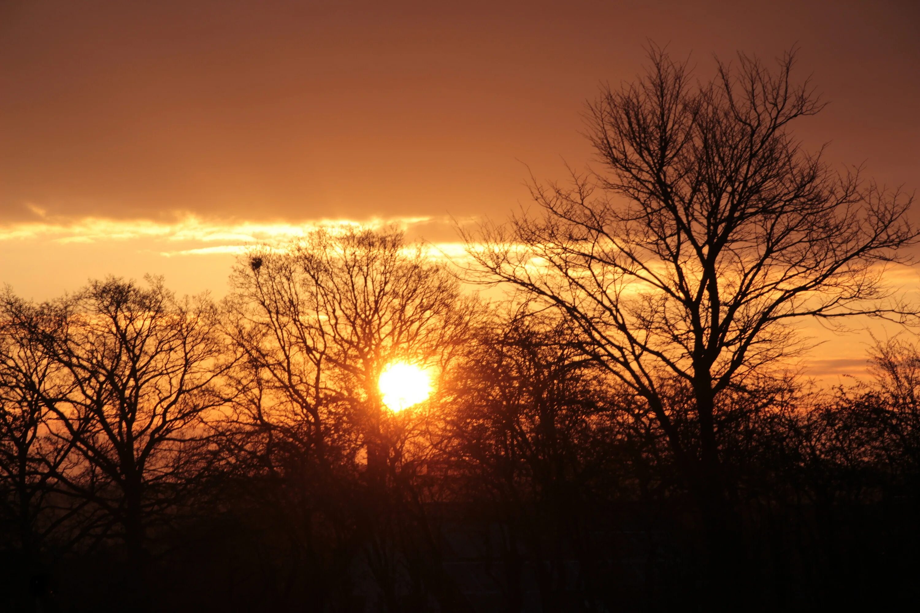 Утро Восход солнца. Солнце утром и вечером картинки. Дерево утром и вечером. Солнце утром Швеция.
