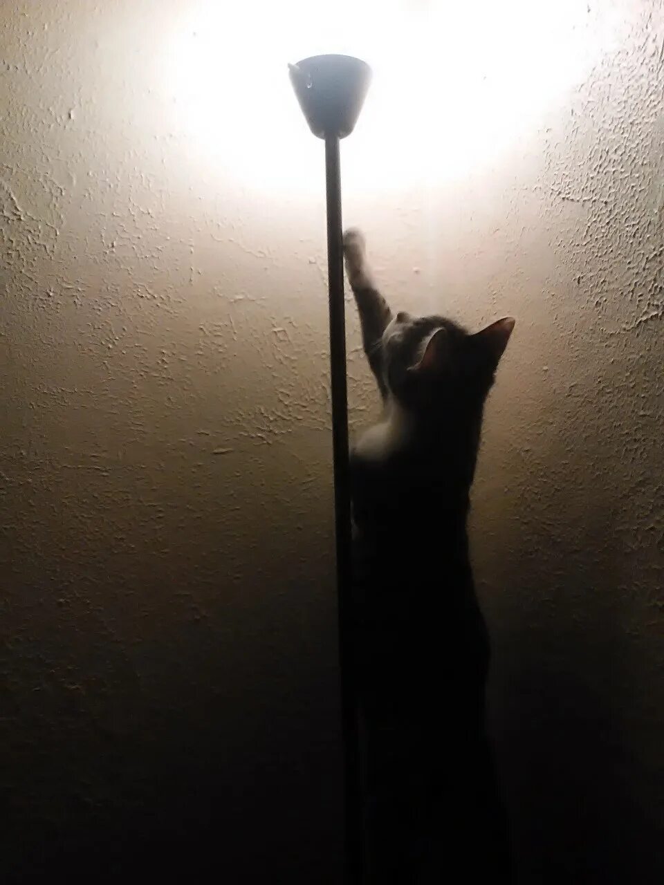 Кот выключает свет. Выключили кота. Кот выключает свет гифка. Отключили свет кот.