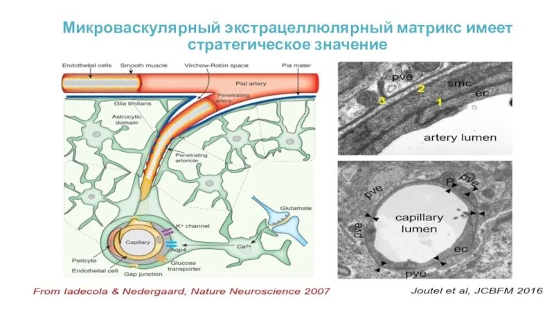 Экстрацеллюлярный это. Структура внеклеточного матрикса. Имеет матрикс. Имеет матрикс. Коллаген во внеклеточном матриксе.