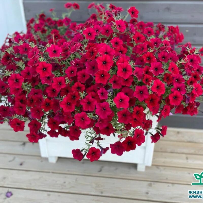 Петуния ампельная шок вейв дип перпл. Петуния easy wave burgundy velour. Изи вейв бургунди велюр. Ампельная изи вейв бургунди велюр. Ампельная изи вейв бургунди велюр.