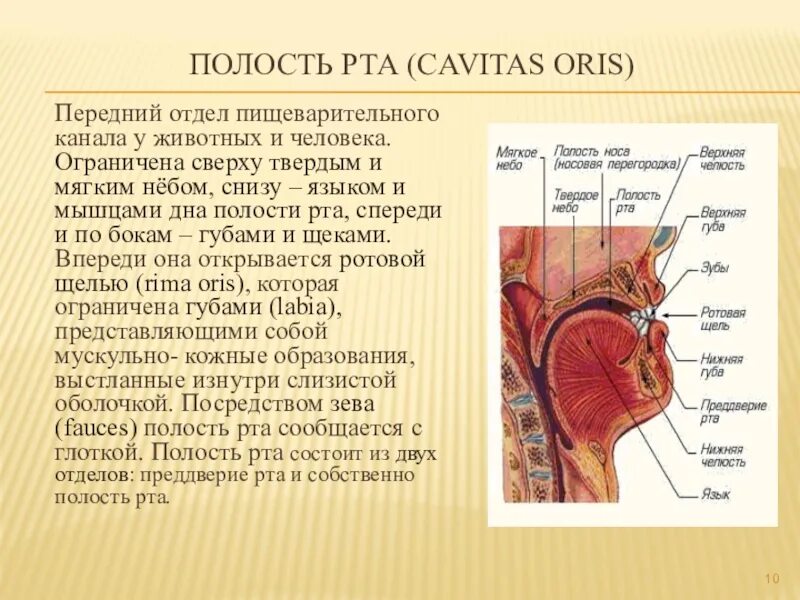 Ротовая полость анатомия латынь. Строение ротовой полости на латыни. Cavitas Oris ротовая полость. Полость рта анатомия на латинском.