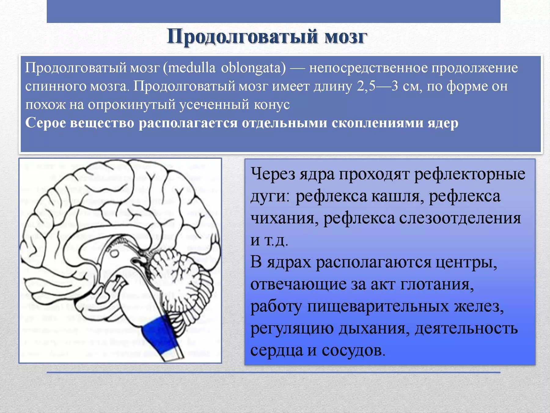 Роль продолговатого мозга. Продолговатый мозг. Продолголговаатый мозг. Продолговатый мозг в мозге. Продолговатый мозг строение.