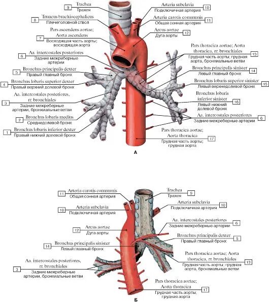 Легкие артерии и вены. Бронхиальные ветви грудной аорты анатомия. Топографическая анатомия грудной аорты, легочного ствола.. Кровоснабжение лёгких бронхиальными артериями. Кровоснабжение трахеи и бронхов.