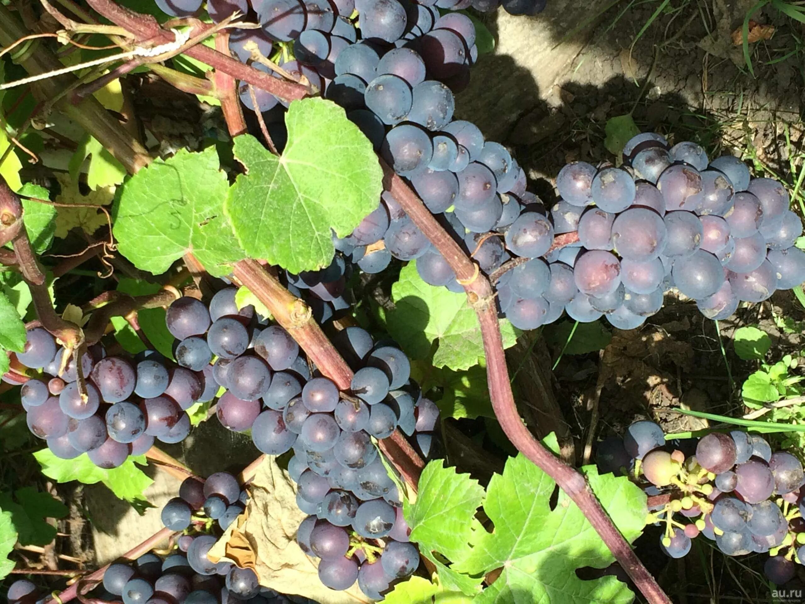 Виноград любава. Виноград альтаир. Фиолетовый виноград сорт. Виноград мускат фиолетовый. Виноград сорт мускат розовый.