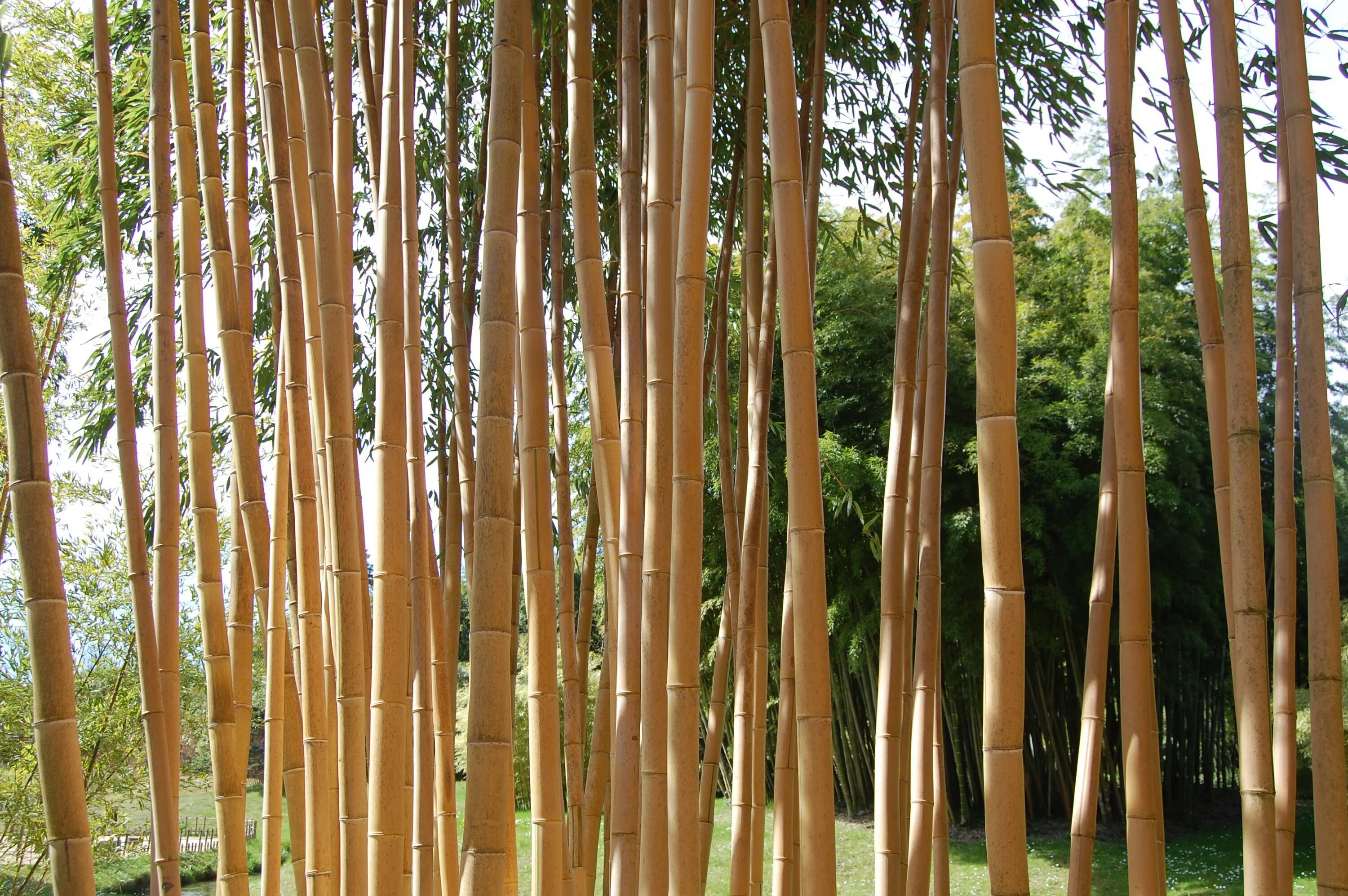 Bambusa (1bamg). Big Bamboo бамбук. Банбук на горе гэлэшан Чунцин. Оксфорд бамбук. Big bamboo демо big bambooo com