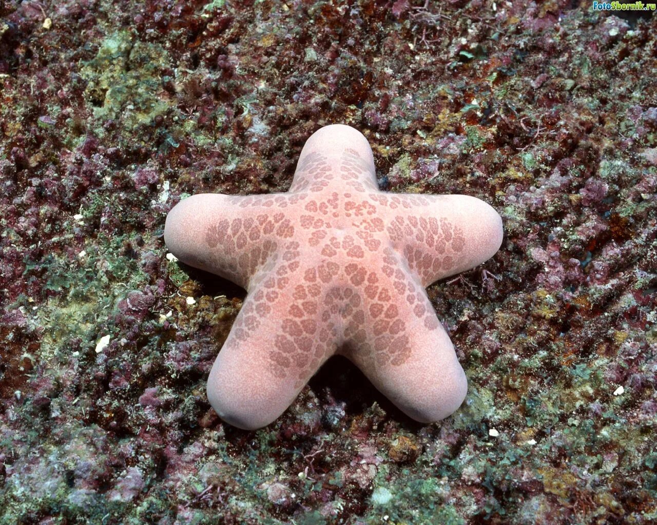 7 звезд морское. Солястер морская звезда. Морская звезда зернистый кориастер. Морские обитатели морская звезда. Необычные морские звезды.