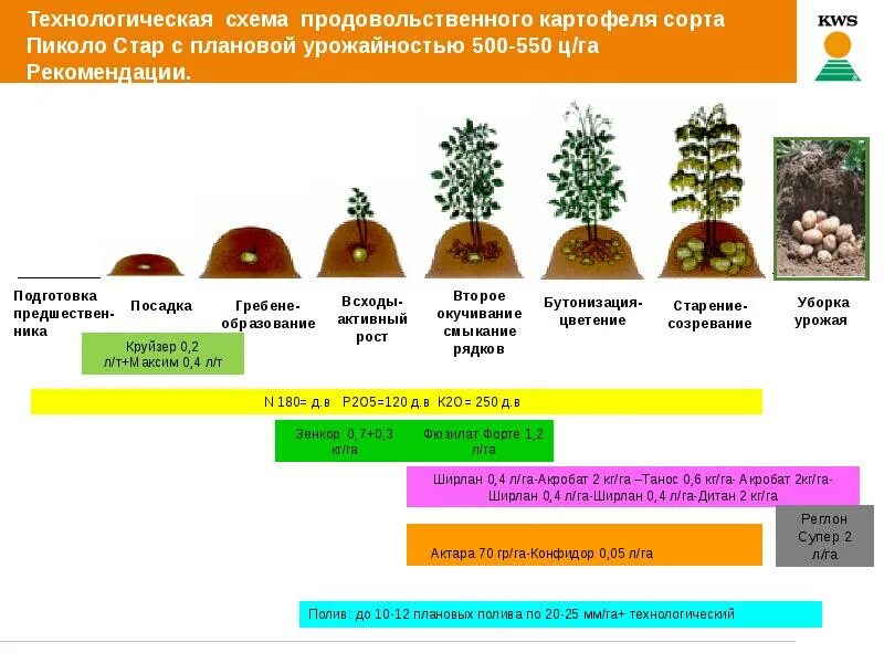 Через сколько времени вырастет. Период формирования клубней картофеля. Фазы развития картофеля. Этапы роста картофеля. Этапы созревания картофеля.