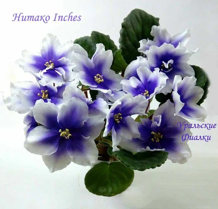 Humako inches фиалка фото Фиалки (листочки) купить в Кемерове, цена 50 руб., продано 14 апреля 2023 Ра