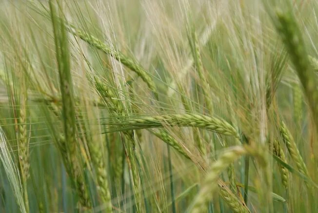 Нива рожь. Рожь. Золотая рожь. Рожь вятка 2. Ржаной колосок овсяной снопок.