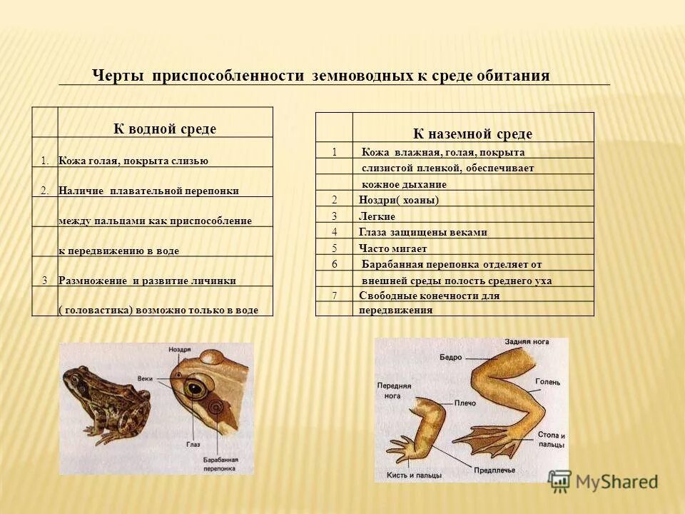 Тест по земноводным 8