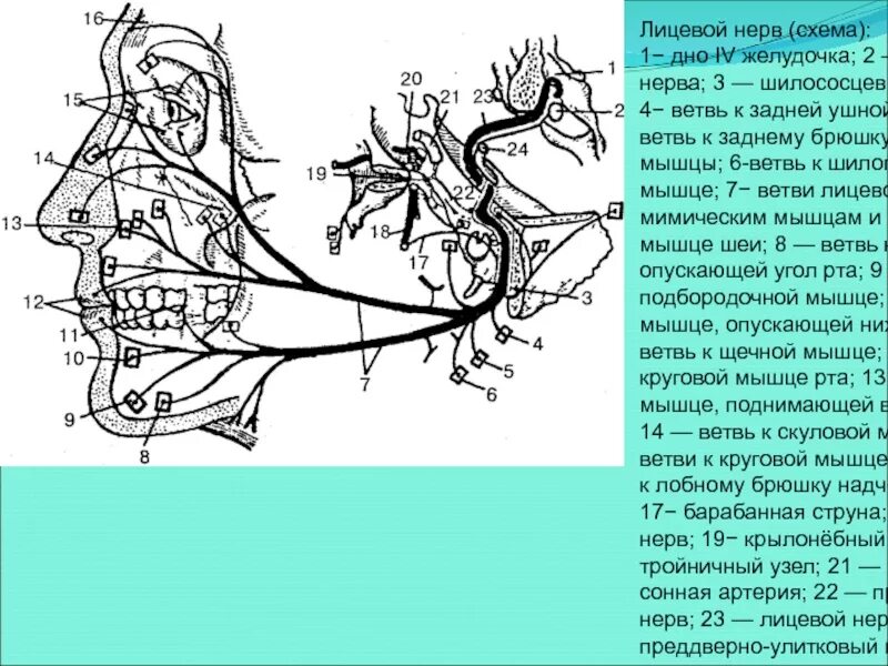 Шилососцевидное отверстие нерв. Лицевой нерв ядра топография. Лицевой нерв анатомия топография. Ядро одиночного пути лицевого нерва.