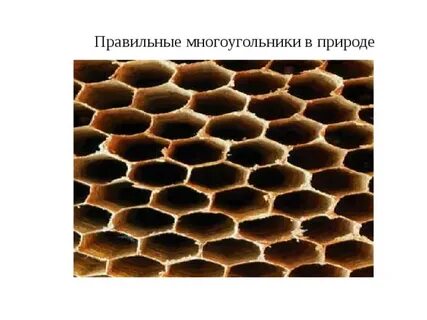Укажите примеры правильных многоугольников в жизни