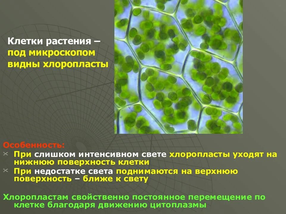 Какой тип ткани имеет клетки содержащие хлорофилл. Хлоропласты в растительной клетки под микроскопом. хлоропласт под микроскопом. хлоропласт в микроскопе. хлоропласт в световой микроскоп.