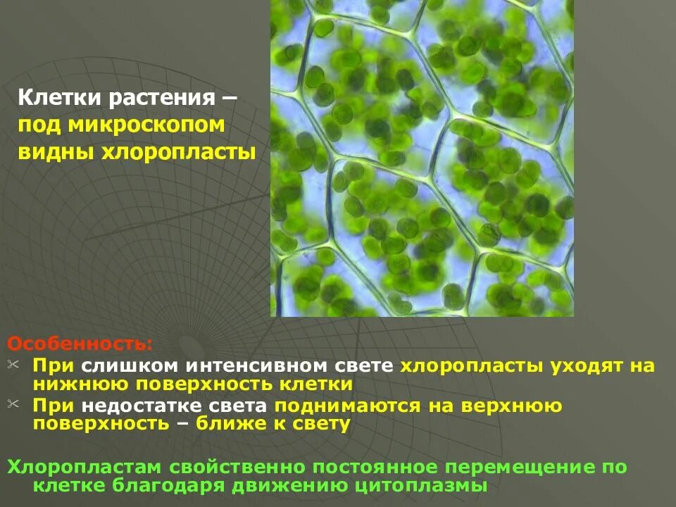 Хлоропласты в клетках листьев крупные. Хлоропласты в растительной клетки под микроскопом. Хлоропласт под микроскопом. Хлоропласт в микроскопе. Хлоропласт в световой микроскоп.