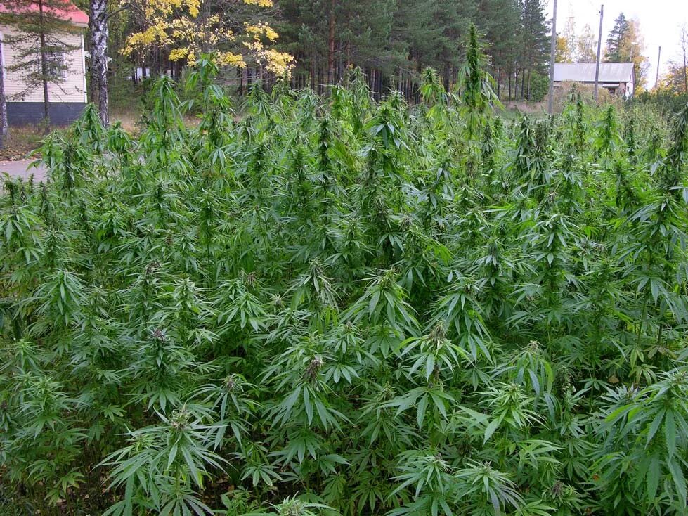 фото сативы