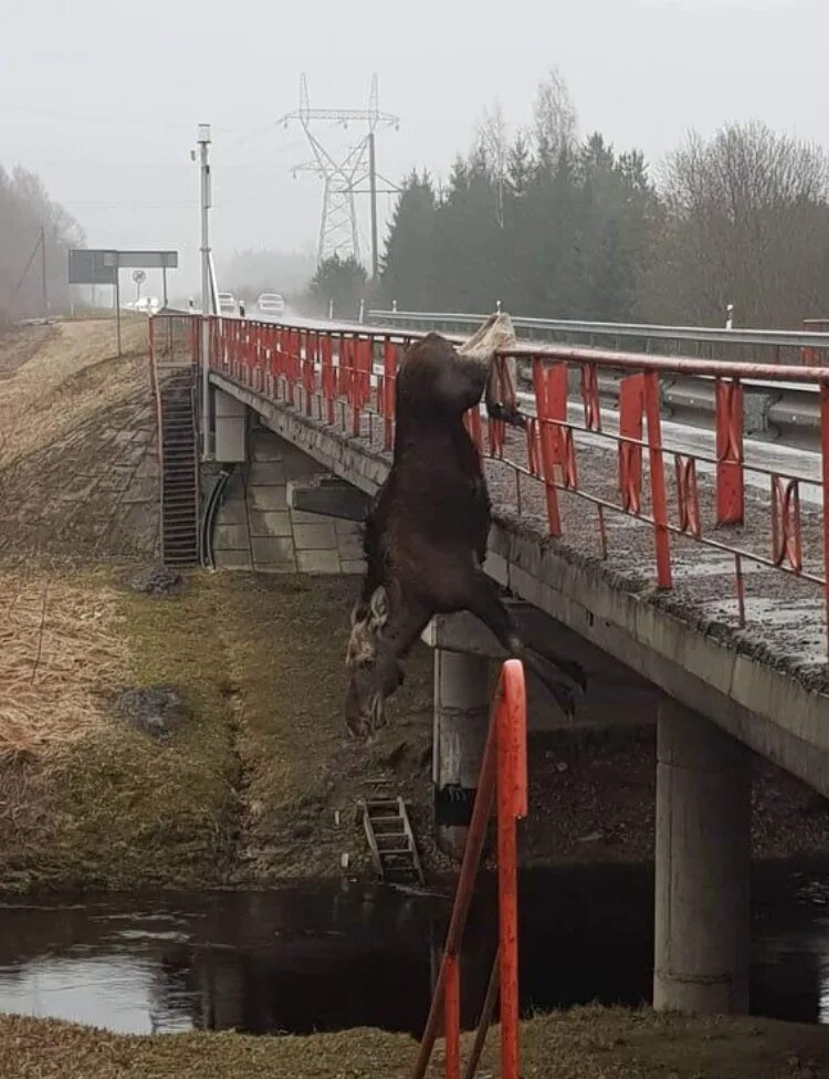 Застряли лоси между