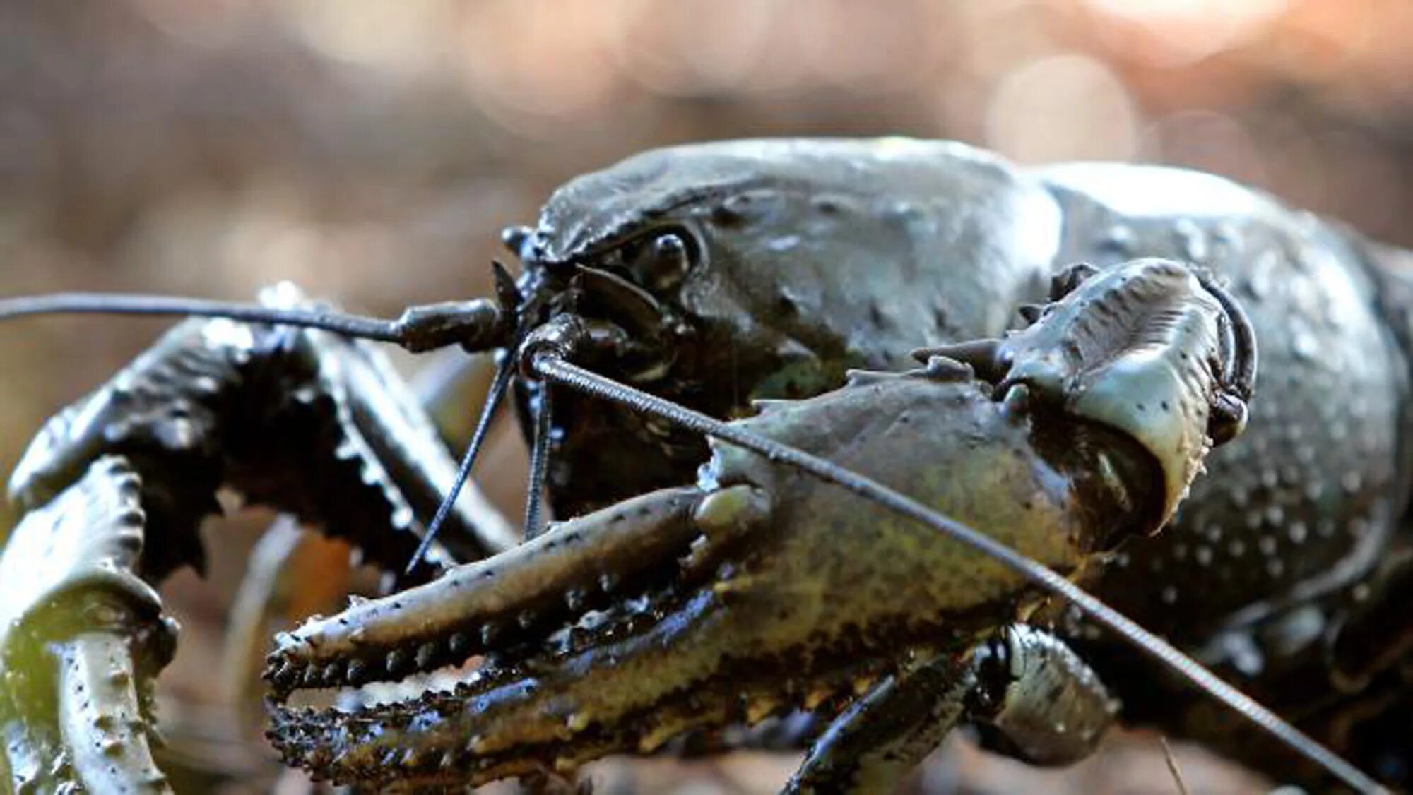 Пресноводный рак, Astacopsis Gouldi. Пресноводный Омар. Пресноводный лобстер. Большой речной рак