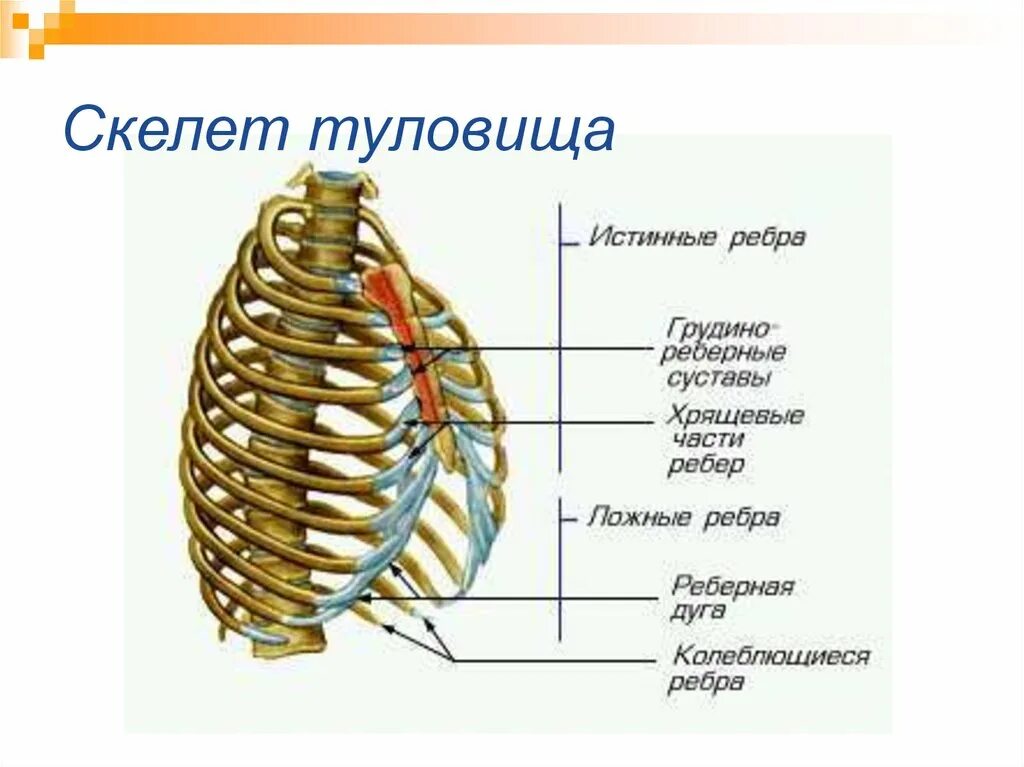 Определи по рисунку сколько ребер имеет. Анатомия костей туловища Позвоночный столб Грудина ребра. Грудная клетка анатомия скелет туловища. Скелет туловища грудная клетка кости. Скелет туловища человека грудная клетка.