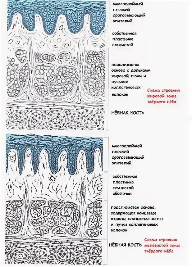 Преддверие полости рта анатомия. Твердое небо ткани. Пищеварительная система гистология. Эпителий твердого неба гистология. Строение твердого неба гистология.