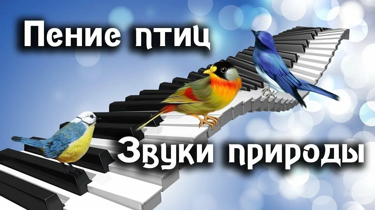 Птичка песня. Healing birdsong -пение птиц исцеляет. Звуки природы птицы. Шум дождя пение птиц. Звук пения птиц.