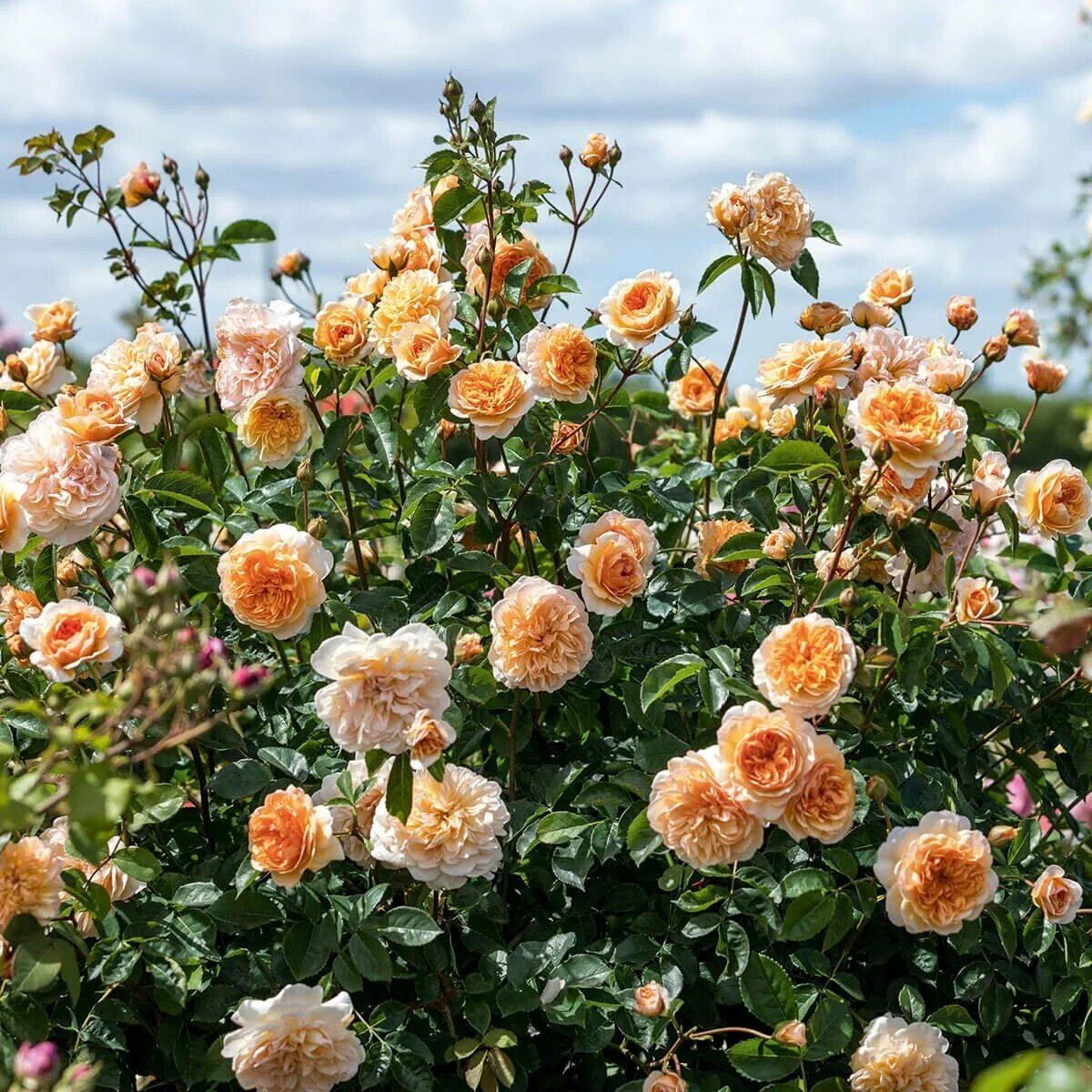 Сорт роз шрабы описание фото отзывы. Сорт роз шрабы описание фото отзывы. Сорт роз шрабы описание фото отзывы. Сорт роз шрабы описание фото отзывы. Сорт роз шрабы описание фото отзывы.
