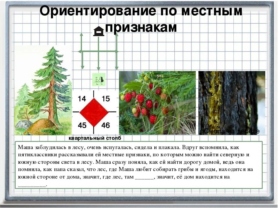 Признаки сторон горизонта 2 класс. Ориентирование на местности по природным признакам. Ориентирование потместным природным признакам. Способы ориентирования в лесу. Ориентирование по местным природным признакам.