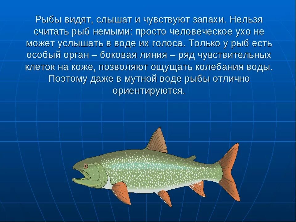 Цветовое зрение у рыб. Как рыбы ориентируются в воде. Каким видят мир рыбы. Зрение у рыб интересные факты. Прочитайте рыбе вода