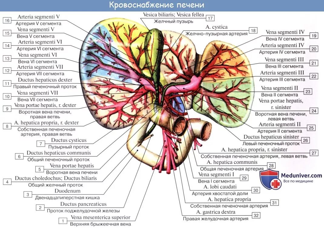 Кровеносная система печени анатомия. Анатомия печени кровоснабжение иннервация. Кровоснабжение иннервация лимфоотток печени. Кровоснабжение печени топографическая анатомия. Какая вена в печени
