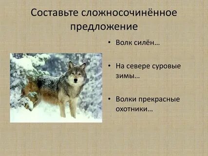 Предложение с словом волк