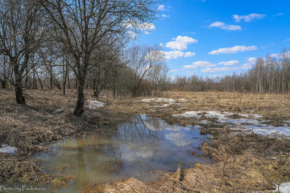 бирюлёвский лесопарк весной. красивые пейзажи ранней весны.