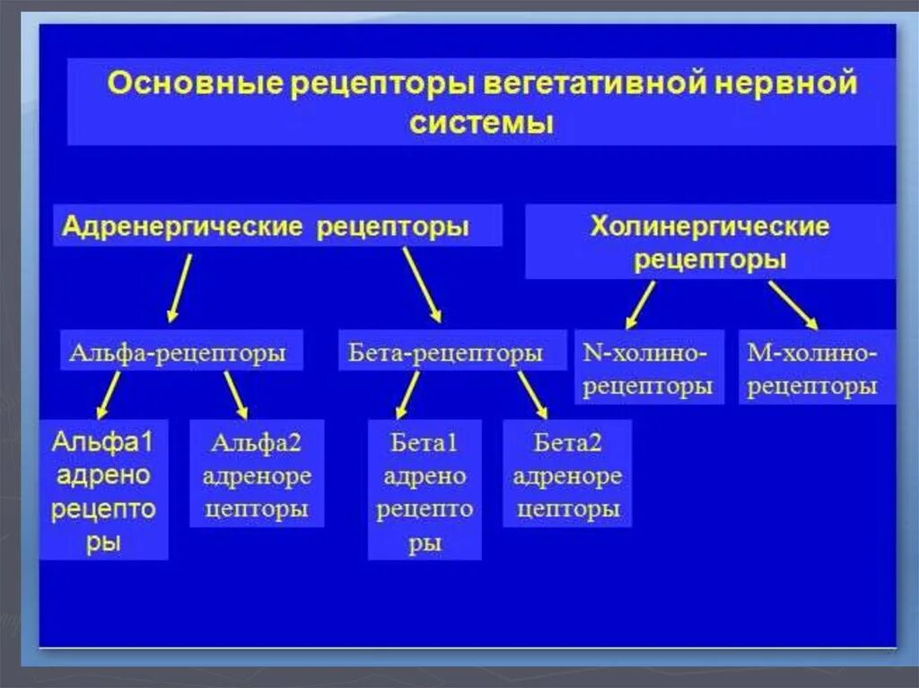 Рецепторы какой отдел нервной системы. Основные медиаторы и рецепторы вегетативной нервной системы таблица. Рецепторы вегетативной нервной системы. Медиаторы и рецепторы вегетативной нервной системы. Рецепторы ВНС.