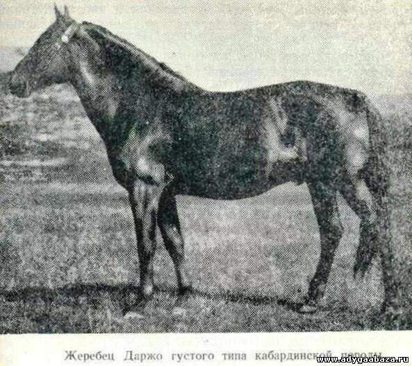 Кабардинская лошадь форма головы. Карачаевская порода лошадей Даусуз. Жеребец карачаевской породы Даусуз. Адмирал лошадь карачаевской породы. Кабардинская порода лошадей Шолох.