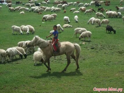 Пастух в западных штатах