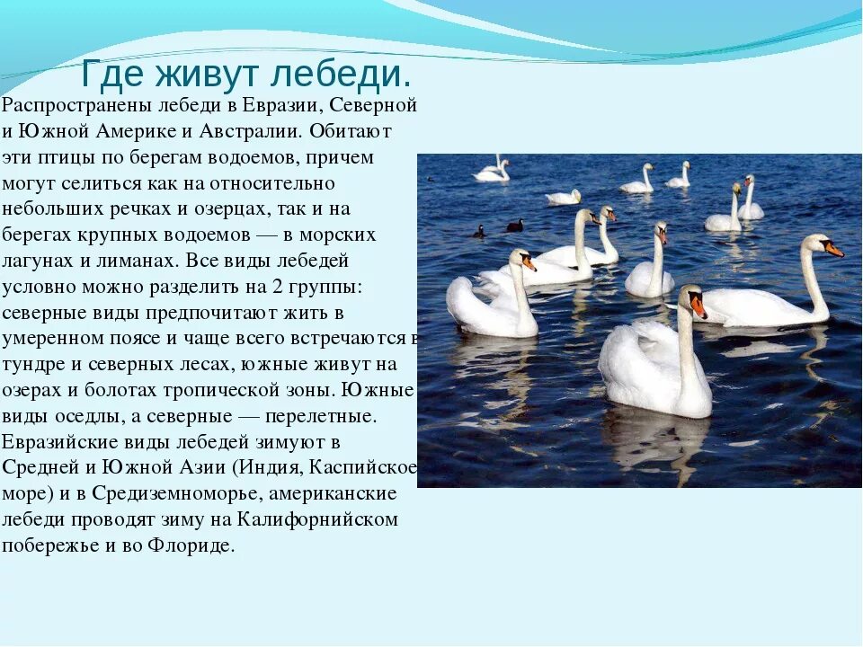 Сколько весит лебедь. Лебедь шипун среда обитания. Лебедь шипун питание. Где живут лебеди. Статья о лебедях.