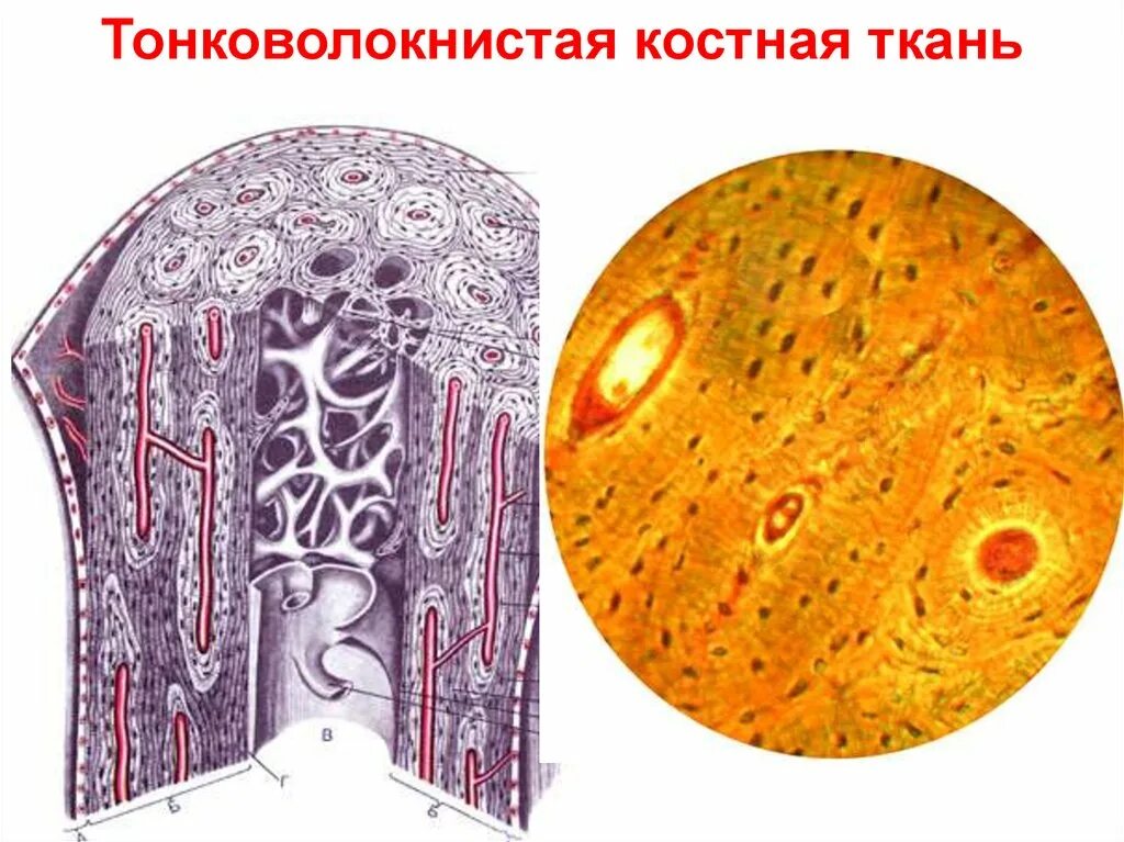 Тонковолокнистая пластинчатая костная ткань. Пластинчатая костная ткань гистология. Тонковолокнистая губчатая костная ткань. Тонковолокнистая пластинчатая костная ткань препарат. Пластинчатые клетки