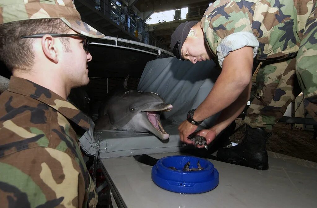 Дельфины террористы. Военный Дельфин. Боевые дельфины. Дельфины на службе в армии. Боевые морские животные.