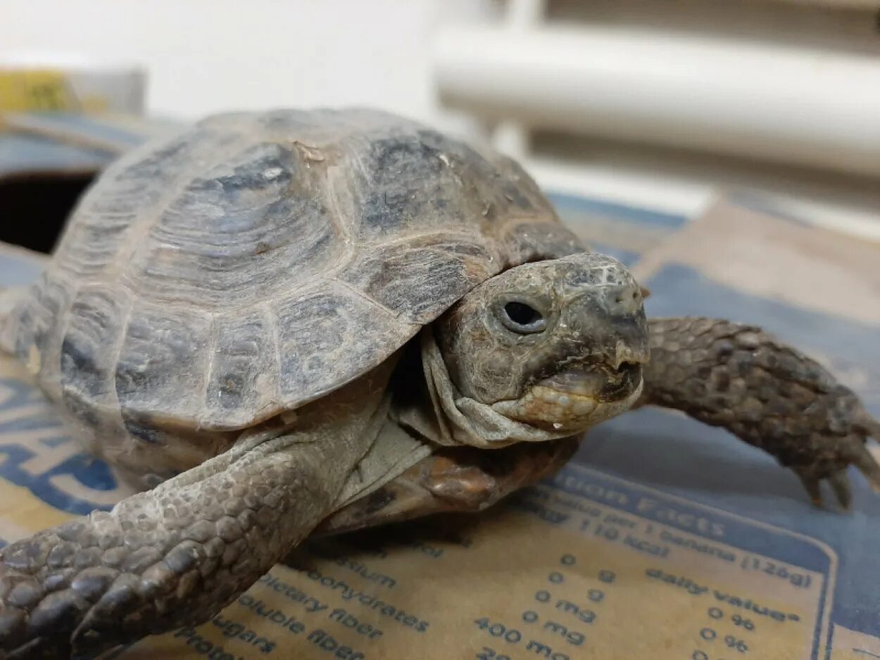 черная сухопутная черепаха. красноухая черепаха сухопутная. умирающая сухопутная черепаха. мертвая среднеазиатская черепаха. красноухая черепаха сухопутная красноухая черепаха.