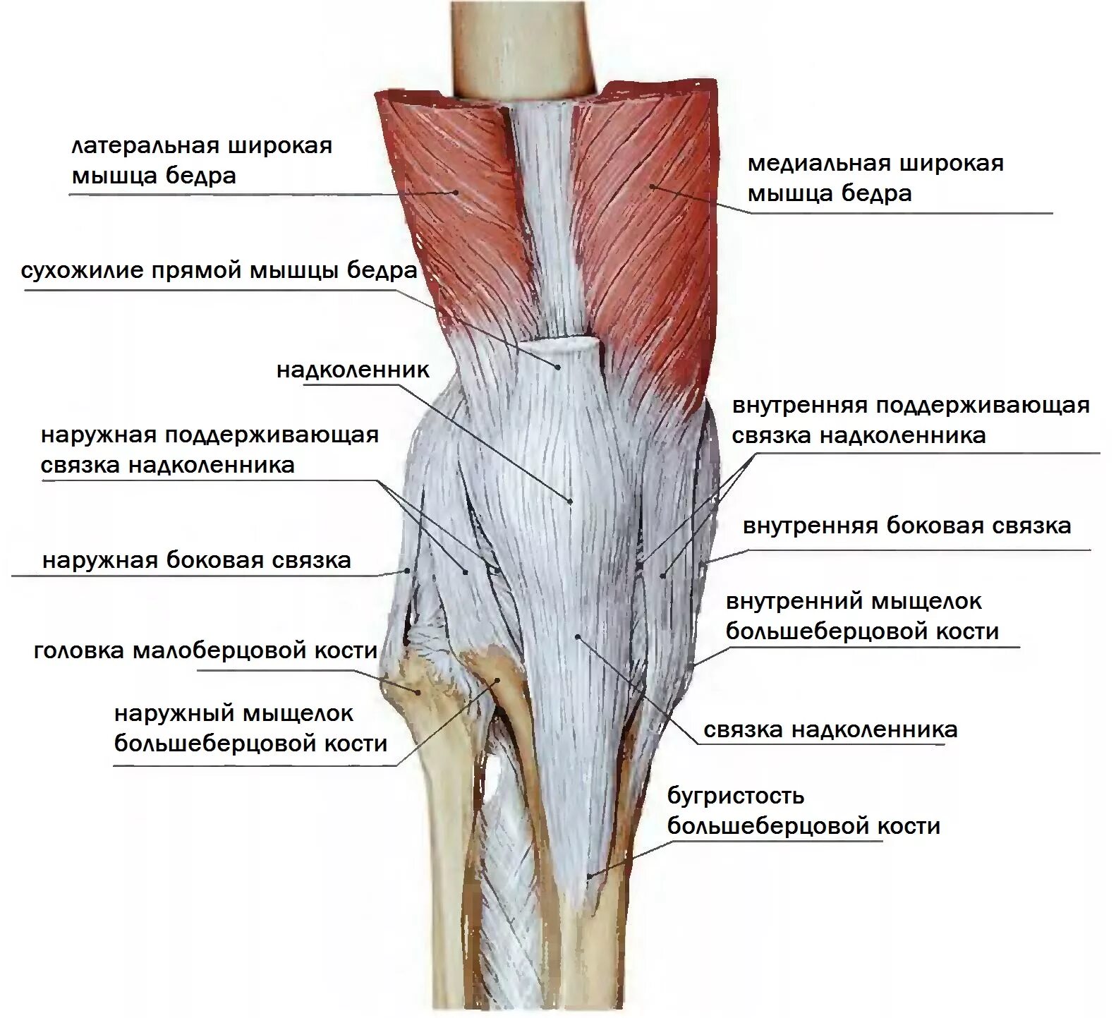 Связка называться. Строение колена связки и мышцы и сухожилия. Строение коленного сустава сзади. Строение мышц коленного сустава спереди. Строение колена связки и мышцы сбоку.