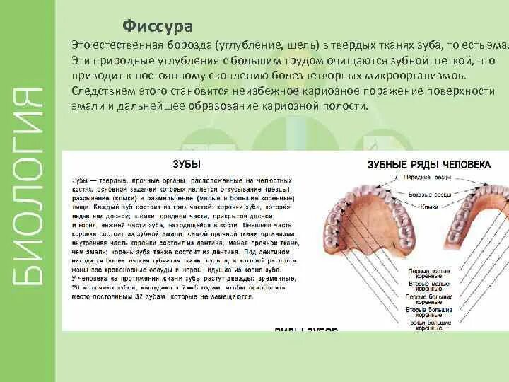 Малый коренной зуб 1 нижняя челюсть. Верхний глазной зуб. Зубья это простыми словами. Резцы клыки премоляры и моляры функции. Резцы клыки премоляры моляры анатомия.