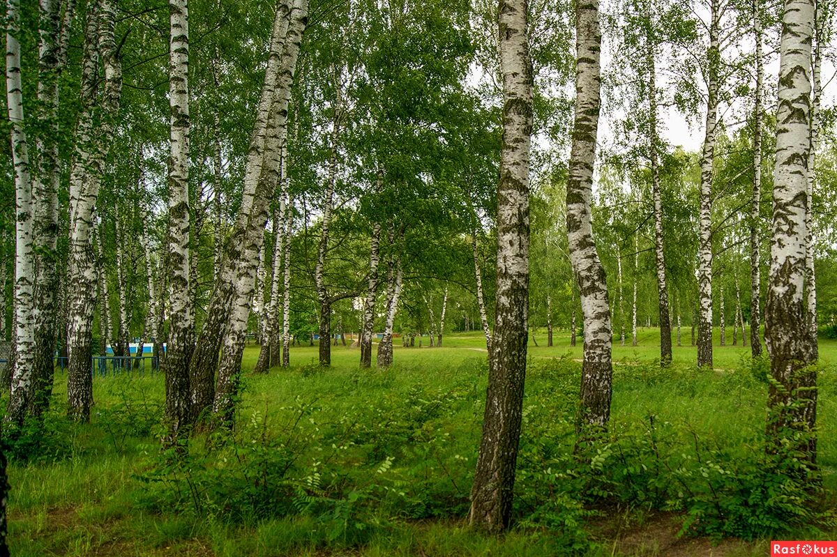 Шумите березы на белорусском