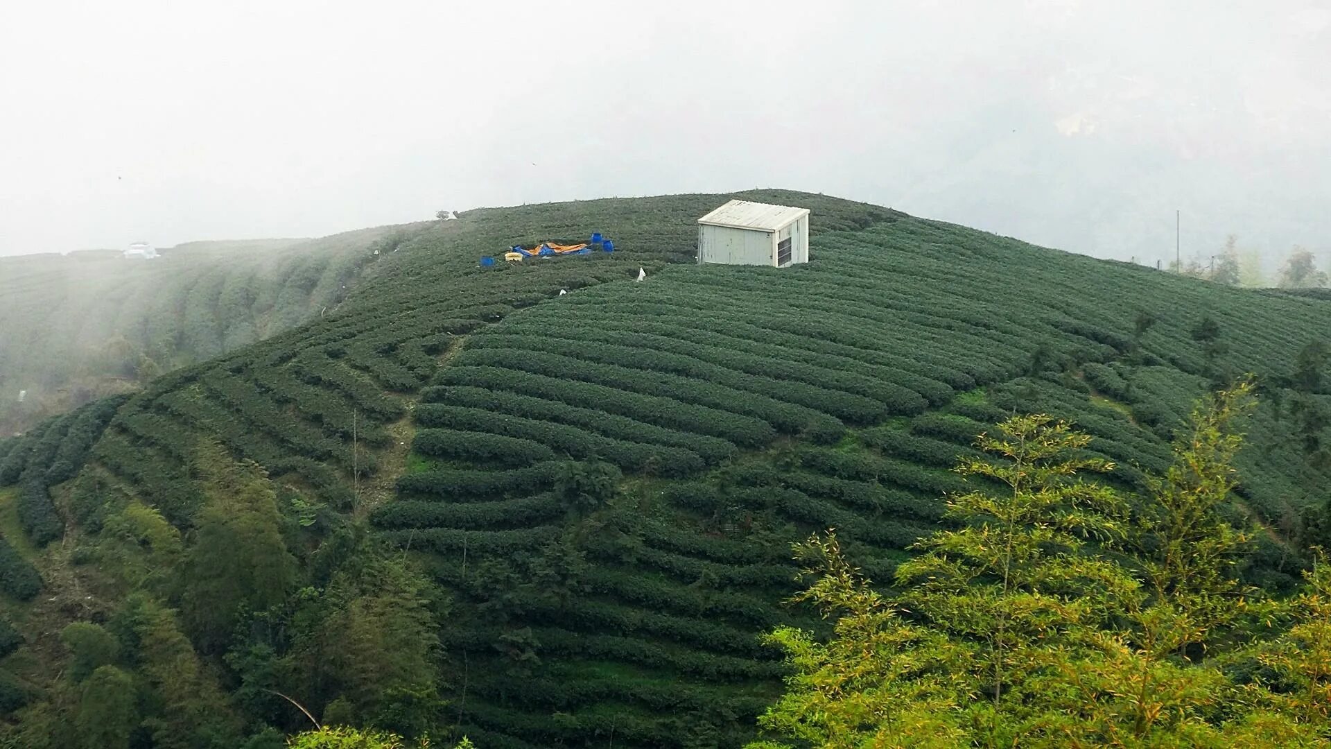 Виды плантаций. Чайные плантации провинции Теза Бурунди. Эфиопия кофейные плантации. Чайные плантации в Китае. Плантации горы Алишань.