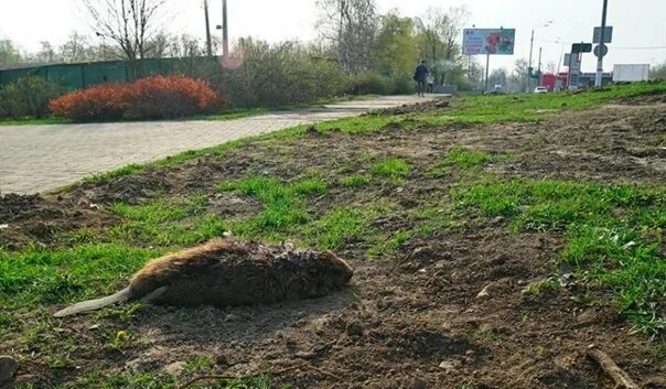 Бобр Яуза. Бобры в парке Яуза. Бобер на Яузе. Бобры в Тушино. Дорога бобра