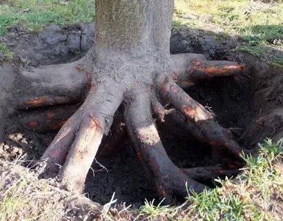 Корни дерева что делают