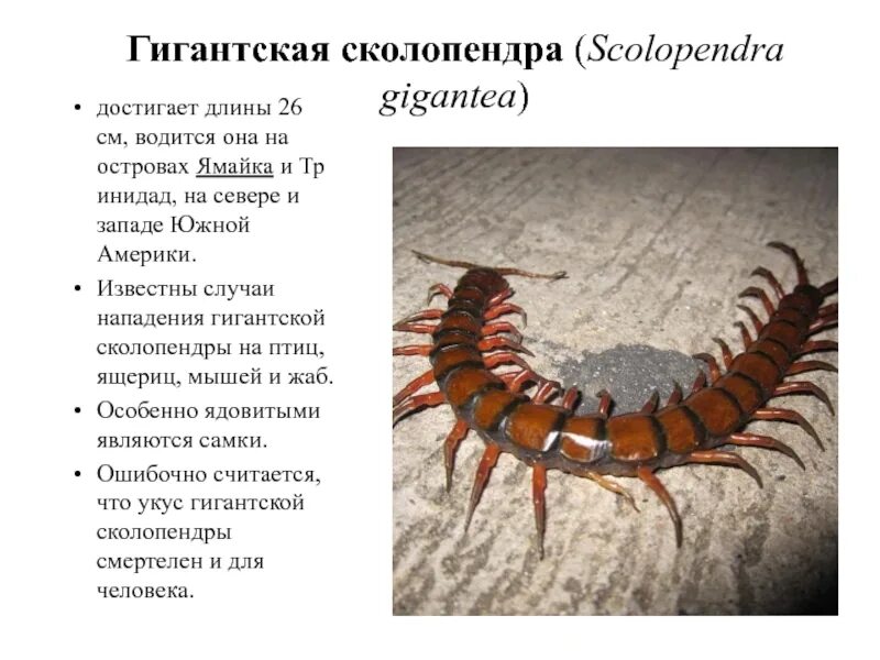 Сороконожка антистресс игрушка. Alipes grandidieri. Сколопендра. Таблетки от кашля со сколопендрой таиланд. Тайские драже от кашля.