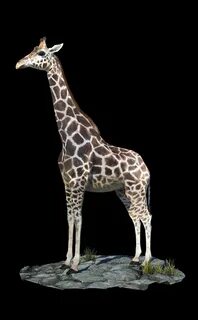 Animal models