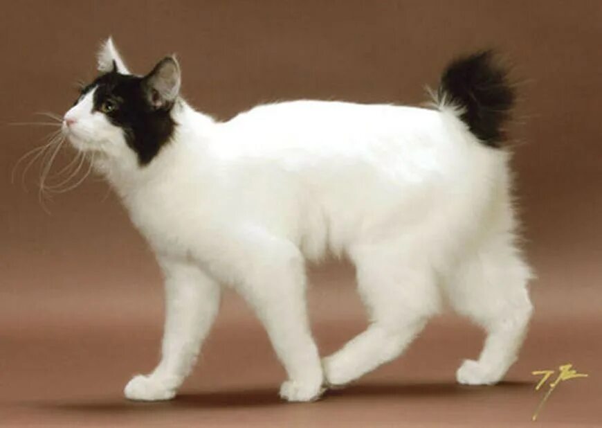 Рассмотрите фотографию кошки породы японский бобтейл. Японский бобтейл. Кот японский бобтейл. Японский бобтейл белый. Порода кошек японский бобтейл.