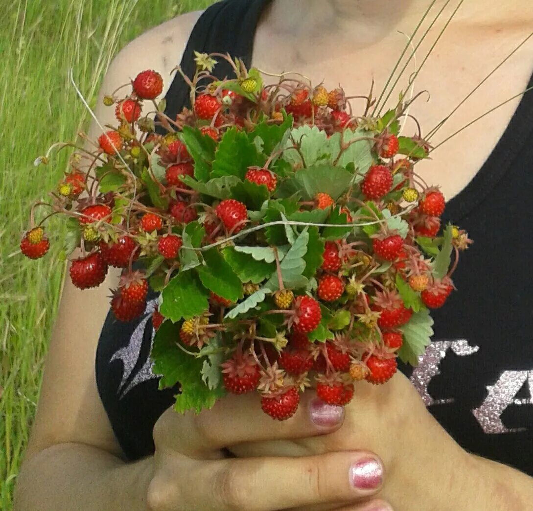 Земляника Лесная. Букет земляники. Сбор Лесной земляники.