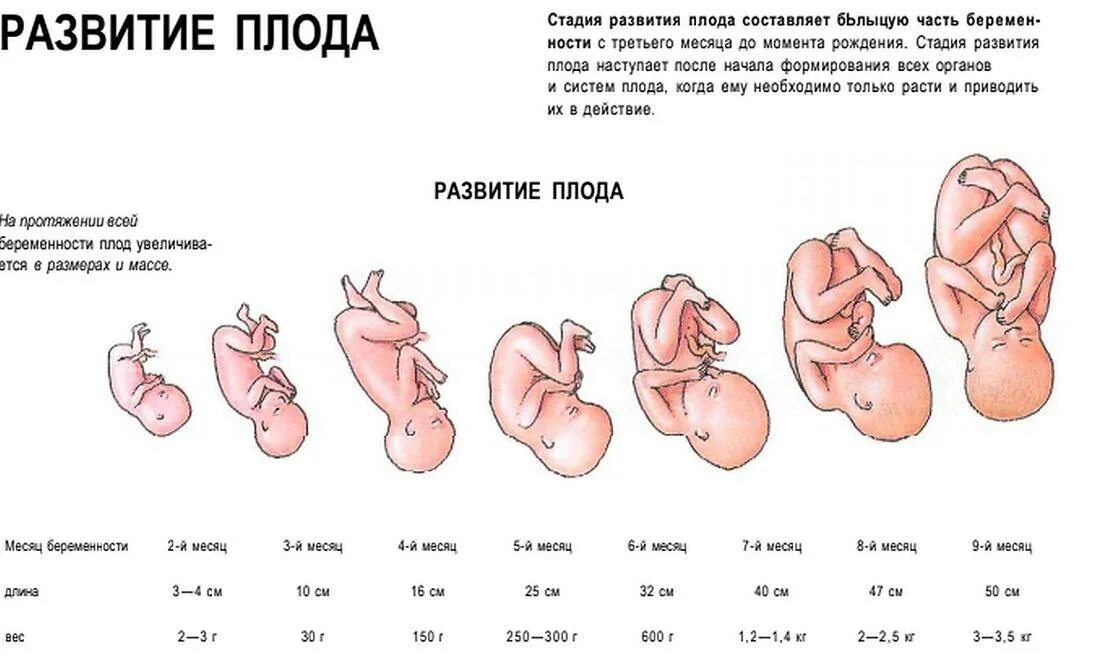 До скольки нужно родить. Плод 37 недель беременности вес плода. Плод на 5 месяце беременности вес плода. Размеры плода на 38 неделе беременности. Плод на 37 неделе беременности рост вес.