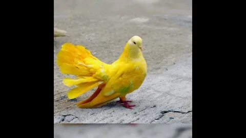 Желтый голубь