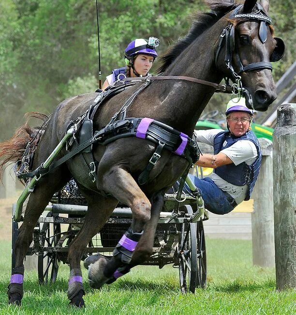 Driving horse